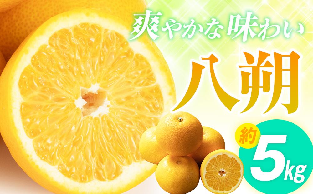 爽やかな味わい 八朔 約5kg【2027年2月中旬～2027年3月下旬配送】 372013_T006-120J