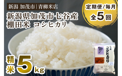 【令和8年産新米先行予約】【定期便5ヶ月毎月お届け】新潟産コシヒカリ 加茂市七谷産 棚田米 精米 5kg 《9月下旬～順次出荷》 白米 真空パック 青柳米店 定期便