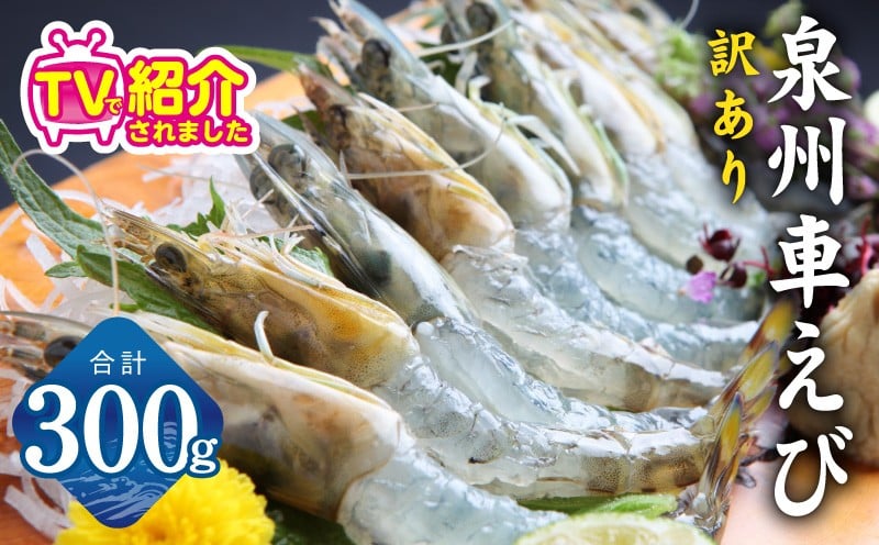 
                  泉州車えび 300g【TVで紹介 訳あり サイズ不揃い 生食可 海鮮 車海老 車エビ 海老 えび エビ 刺身 産地直送 急速冷凍 鮮度抜群】
                