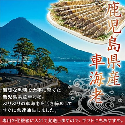 鹿児島県産大きめ冷凍車海老300g【配送不可地域：離島】