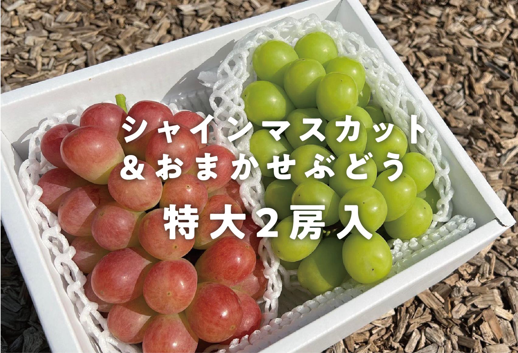 
            KF-B022【きよとう】＜2024年すぐ発送！＞シャインマスカット＆おまかせ葡萄　特大２房入
          