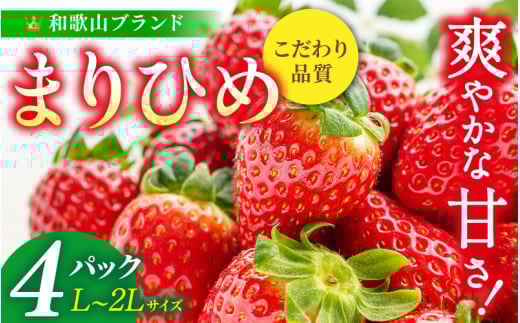 【先行予約】まりひめ いちご 12粒～15粒入り×4パック（1kg）2026年1月中旬～2026年3月中旬頃に順次発送予定（お届け日指定不可）/ いちご 苺 まりひめ 和歌山 フルーツ 果物 くだもの【kgr008A】