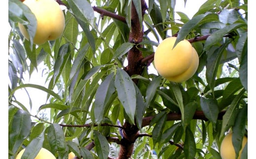 08-10-004　　もも(きららの極み)2kg