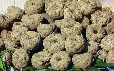 こんにゃく 生芋こんにゃく詰め合わせ 蒟蒻 コンニャク BJBH001