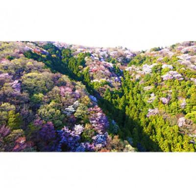 ふるさと納税 牛久市 山桜はちみつと春の田舎はちみつの3種ギフトセット【R3山桜】【茨城県共通返礼品/五霞町】 |  | 02