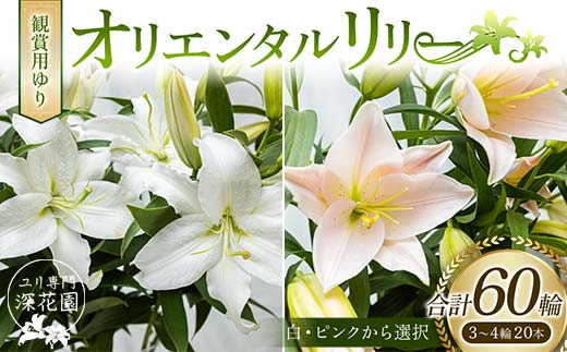 
ユリ専門＜深花園＞観賞用ゆり オリエンタルリリー 3～4輪20本 F23R-506
