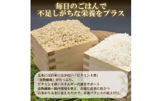 定期便 3回 こしひかり 玄米ごはんパック 120g 24個 玄米 米 お米 ごはん ご飯 こめ パックライス パックご飯 パックごはん ご飯パック ごはんパック パック ライス 備蓄 保存 非常 防