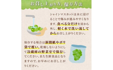 ≪先行予約≫2024年 山形県 高畠町産 ご家庭用 冬のシャインマスカット 1.2kg（2～4房） 2024年12月中旬から順次発送 クリスマス Xmas 年内届け ぶどう ブドウ 葡萄 マスカット 