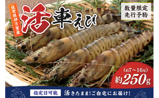 活車海老 250g 指定日可能【数量限定 先行予約】（12月1日から配送開始） 010-C0285
