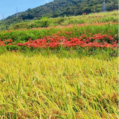 ふるさと納税 紀の川市 前田農園のキヌムスメ 20kg 10kg×2  和歌山県紀の川市【白米】 |  | 02