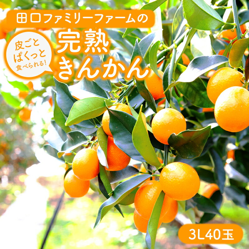 【ふるさと納税】完熟きんかん 皮ごと ぱくっと 3L 40玉 約1kg 2月 発送 開始 キンカン 果物 フルーツ 柑橘 国産 田口ファミリーファーム お取り寄せ 美味しい 国産 お取り寄せフルーツ 贈答用 プレゼント ギフト 宮崎県 延岡市 送料無料