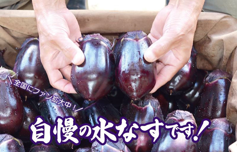 【先行予約】泉州 水なす 12個【ハウス栽培 新鮮 野菜 泉佐野産 茄子 数量限定】