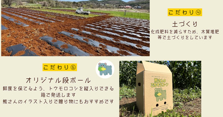 【 冷蔵 クール 】 朝採り トウモロコシ 熊さんのごちそうコーン 20本 ～ 22本 品種 ゴールドラッシュ TAMAI WINE 配送先は本州限定 2025年8月上旬頃から2025年8月下旬頃まで