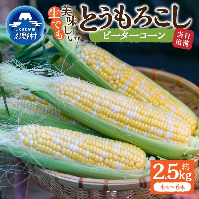 富士北麓忍野村の気候、水、自然で作られた朝採りトウモロコシ【ピーターコーン】 （約2.5kg）