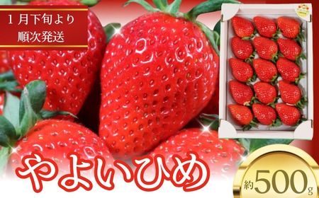 いちご やよいひめ 約450g～500g 12～15粒 【1月下旬～4月下旬頃に順次出荷予定】 いちご 