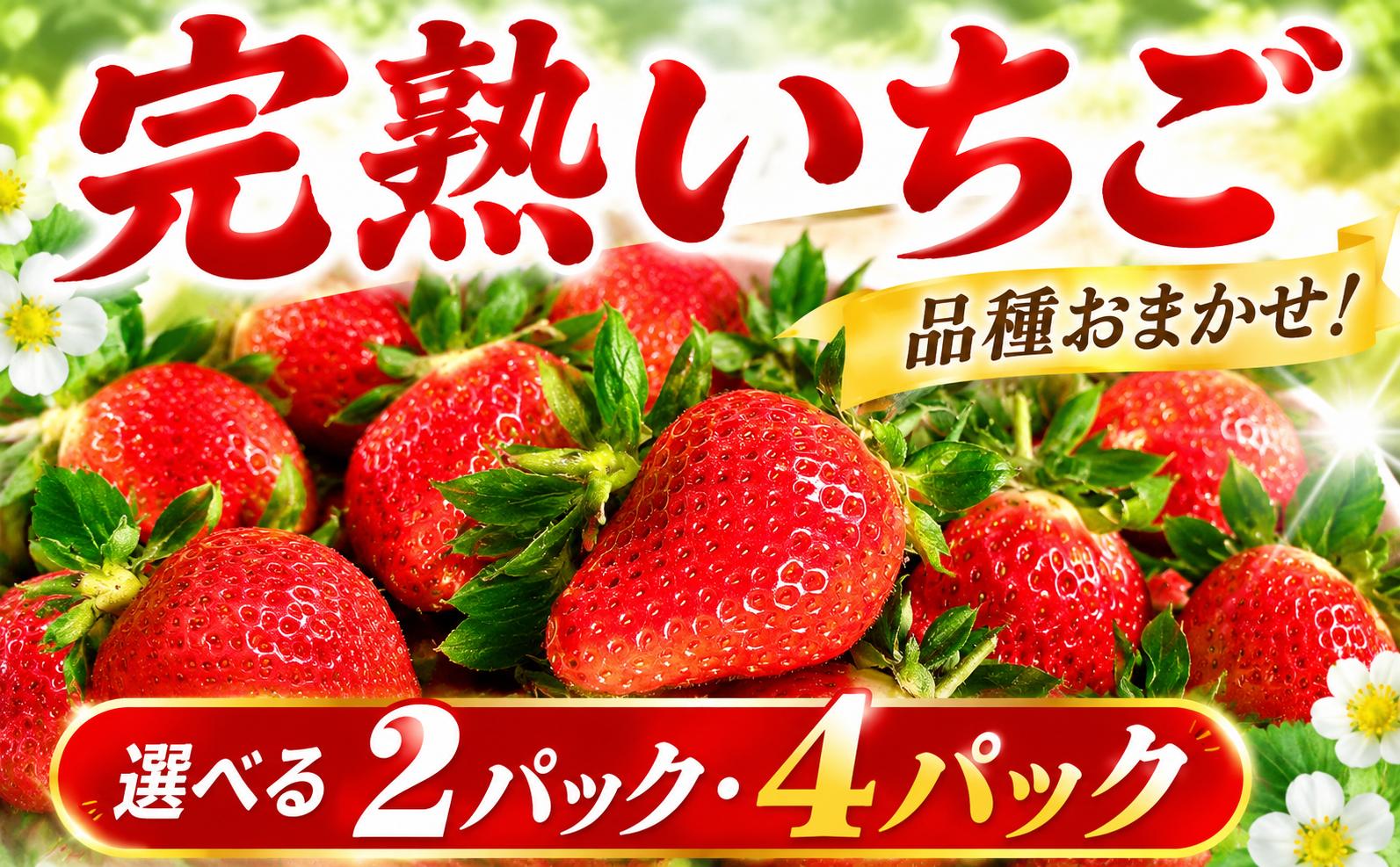 
                  【先行予約】 いちご 選べる 容量 2パック 4パック （ 1パック 約 260g ） 【2026年11月より発送開始】 やよいひめ とちおとめ かおり野 おまかせ 苺 イチゴ いちご 年内お届け 食べ比べ フルーツ 果物 くだもの デザート 野菜 完熟 朝採れ 新鮮 国産 茨城県 筑西市 関東
                