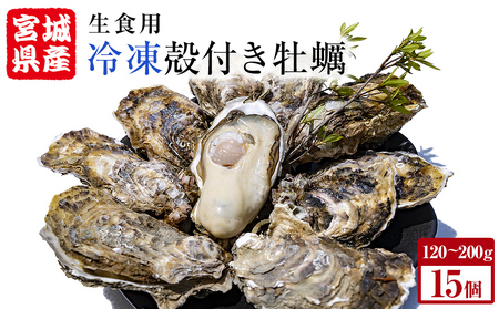 牡蠣 殻付き 生食 可 15個（5個入×3袋） 宮城県産 冷凍 小分け カキ カキ カキ カキ カキ カキ カキ かき オイスター 魚介類 海産物 海鮮 生牡蠣 蒸し牡蠣 生かき 厳選 濃厚 大粒 BBQ バーベキュー 浜焼き 海鮮焼き レンジ 調理 宮城 石巻 宮城県 石巻市