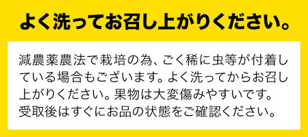 ニューピオーネ 600g (1房) 減農薬・ハウス栽培 ばんの農園《9月上旬-10月下旬頃出荷》岡山県 浅口市 送料無料 フルーツ 果物 ぶどう ブドウ ピオーネ お取り寄せフルーツ 冷蔵【配送不可地