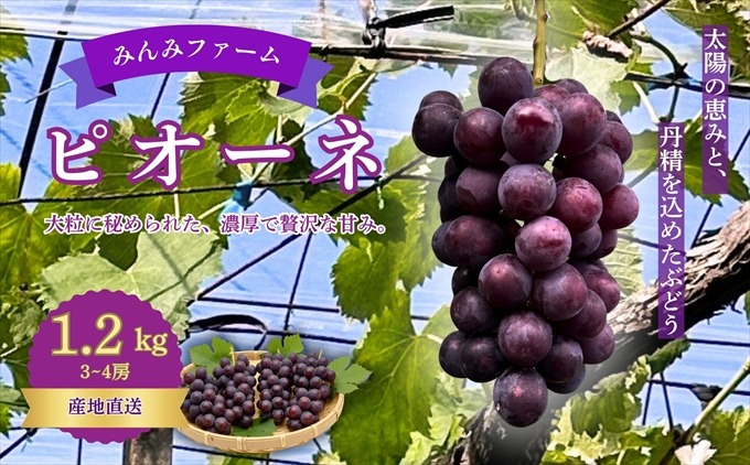 みんみファーム　ぶどう　ピオーネ　3～4房(1.2㎏)