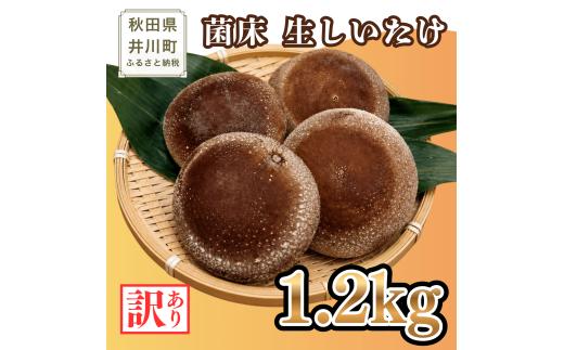 生しいたけ 【訳あり】1.2kg  しいたけ シイタケ  菌床しいたけ 菌床シイタケ 国産 秋田県産 井川町産 生椎茸 無添加 旨味 濃厚 肉厚 食品 お取り寄せ グルメ いかわSHINファーム 秋田県 井川町