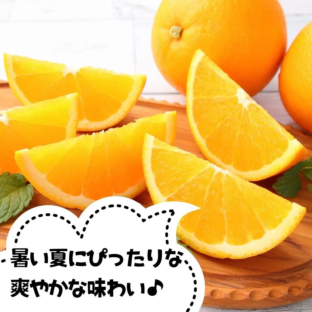 訳あり バレンシアオレンジ  国産 箱込 5kg (内容量 4.4kg ) サイズミックス 和歌山県産 産地直送 みかんの会