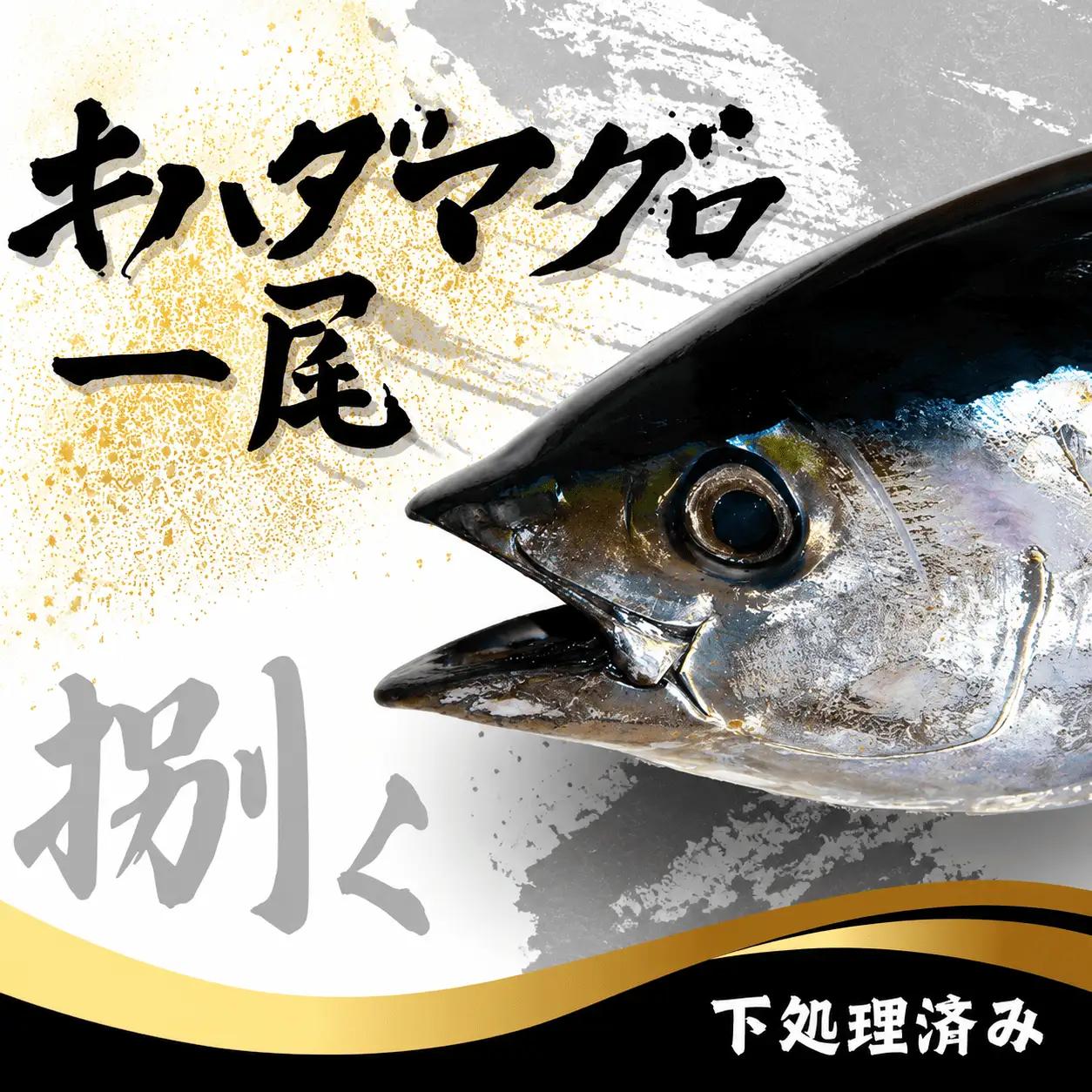 キハダマグロ 1尾 下処理済み 和歌山県すさみ町産 / マグロ 丸ごと 魚 捌く 鮪 海鮮丼 寿司 手巻き寿司 漬け丼 海鮮 海の幸 魚介 新鮮 刺身 和歌山 すさみ町 キハダマグロ 大容量 【scp123】 