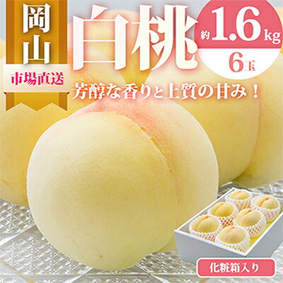 【ふるさと納税】【2025年発送】岡山県産　白桃6玉(1.6kg以上)　化粧箱入り【配送不可地域：離島・北海道・沖縄県】【1281362】