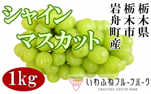 栃木市岩舟産シャインマスカット　1kg【フルーツ 果物 くだもの 食品 人気 おすすめ】