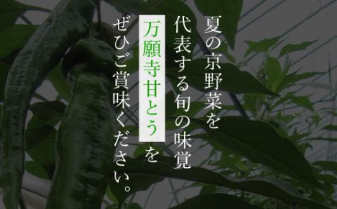 ＜7月発送開始！＞ プレミアム万願寺甘とう　１６本入り　木箱入り 【2025年発送分】 / ふるさと納税 京野菜 万願寺 甘とう とうがらし 大型 肉厚 甘い 万願寺とうがらし 万願寺唐辛子 京都府 