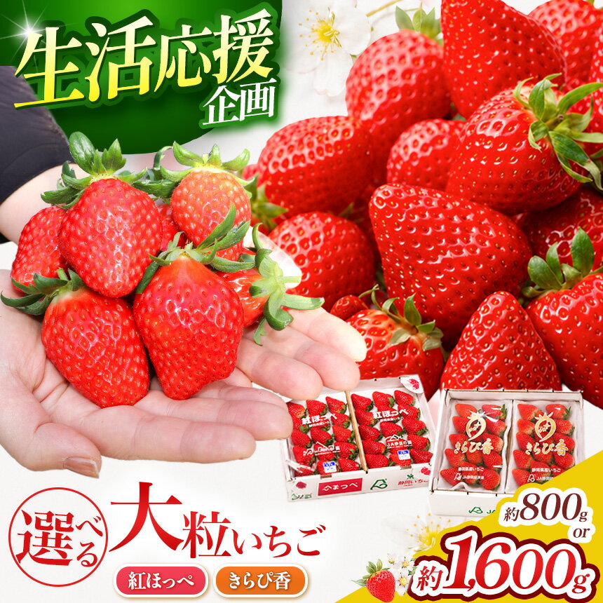 【ふるさと納税】【先行予約/数量限定】選べる！伊豆産ブランドいちご 紅ほっぺ・きらぴ香・食べ比べ 800g 1600g | 果物 フルーツ イチゴ 苺 産地直送 期間限定 静岡県 伊豆の国市
