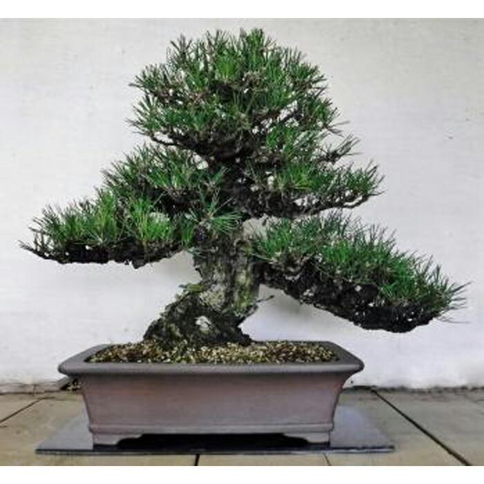 緑の芸術盆栽（中型サイズ） | 愛知県 愛知 稲沢市 楽天ふるさと 納税 支援品 支援 故郷納税 らくてんふるさと納税 盆栽 園芸 ガーデニング 植物 ガーデン ぼんさい 庭 自然 趣味 植木 観葉 芸術 大人 返礼品 返礼 お礼の品 お庭