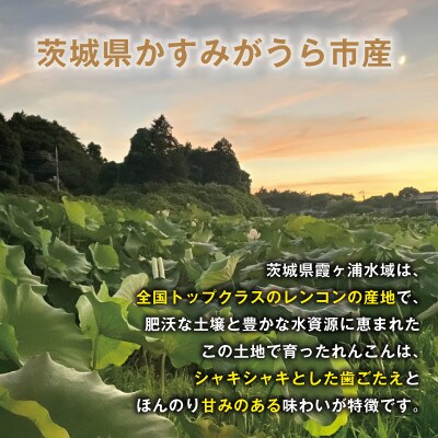 【鮮度抜群!茨城県かすみがうら市産】シャキシャキ蓮根 霞ヶ浦れんこん4kg 産地厳選【配送不可地域：離島】【1667482】