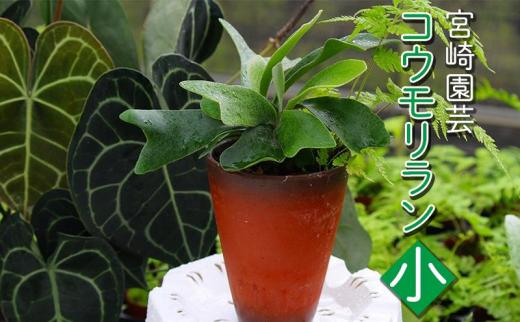 【宮崎園芸】コウモリラン　小