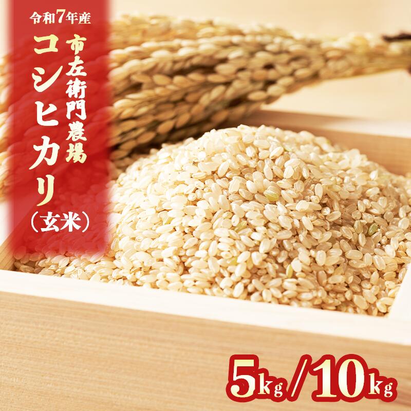 【ふるさと納税】玄米 5kg~10kg こしひかり 令和7年産 市左衛門農場 | こめ スピード発送 こしひかり コシヒカリ ご飯 茨城県産 茨城県 つくば市
