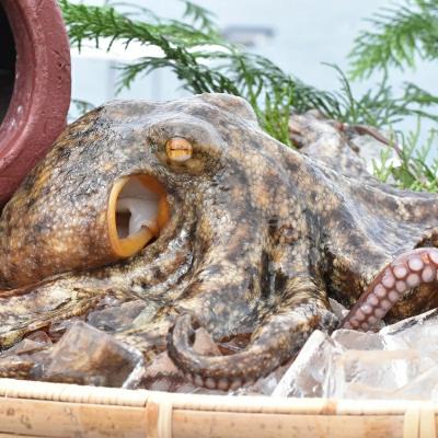 ふるさと納税 豊後高田市 船上活締め!!生真ダコ ぶつ切り(200g×5P) たこ タコ 蛸 |  | 03