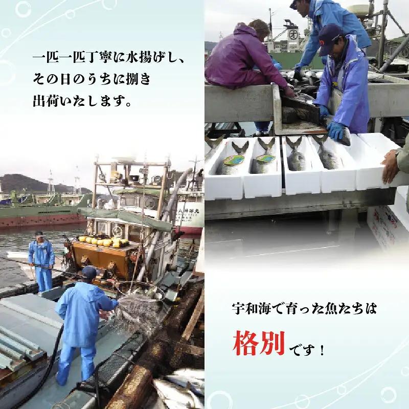 鰤 フィレ 約1.5kg 有限会社 アクアプラス 鰤 D020-090008