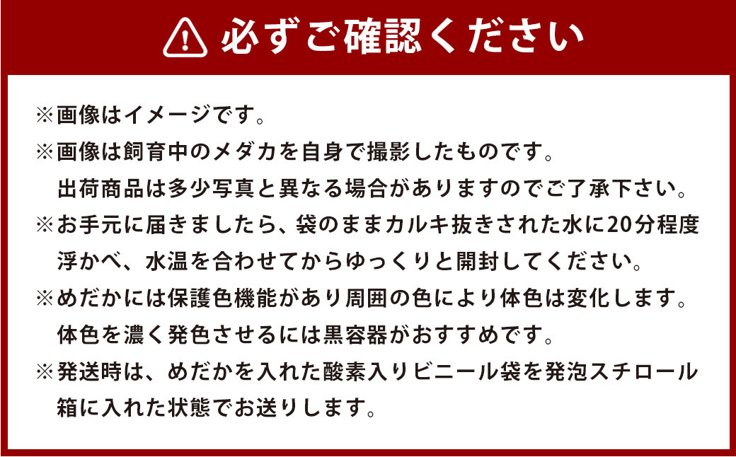 【指定日必須】輝音のメダカ 皇帝ショート 5匹セット 卵トリーナー2個 めだか餌付