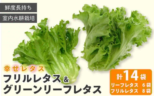 野菜 詰め合わせ セット レタス 計14個 サラダ グリーンリーフレタス 6個 フリルレタス 8個 水耕栽培  LED 栽培 低菌 野菜 丸ごと ベジタブル 副菜 常備菜 サラダ ヴィーガン ヘルシー  幸せレタス