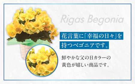 《父の日までにお届け》リーガスベゴニア イエロー 花 花 鉢植え 鉢 鉢花 花 観葉植物 植物 5号鉢 人気 おしゃれ かわいい 父の日 プレゼント 贈り物 贈答 ギフト 夏 フラワーギフト 父 あり