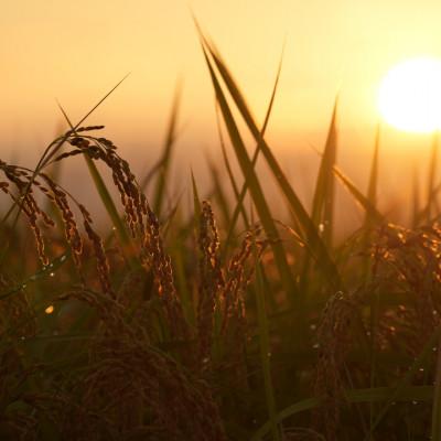 ふるさと納税 能美市 【令和7年度産】お米農家直送　石川県産コシヒカリ　9kg |  | 01