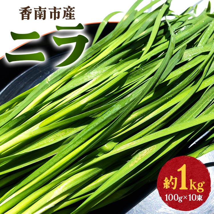 香南市産 ニラ 約1kg（100g×10束）- にら 韮 香味野菜 やさい 葉物 新鮮 生 料理 もつ鍋 餃子 饅頭 キムチ チヂミ 炒め物 おひたし 直送 国産 肉厚 高知県 on-0010