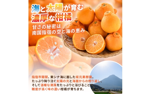 みかん農家坂元さんちの手作りジャム3個セット(無添加・無着色・無香料)  (坂元果樹園/IB043-013) マーマレード 手作り ジャム 無添加 柑橘 不知火 しらぬい はっさく ポンカン 金柑 キ