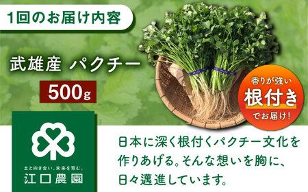 【3回定期便】パクチー好きのためのパクチー 500g /江口農園[UBF030]