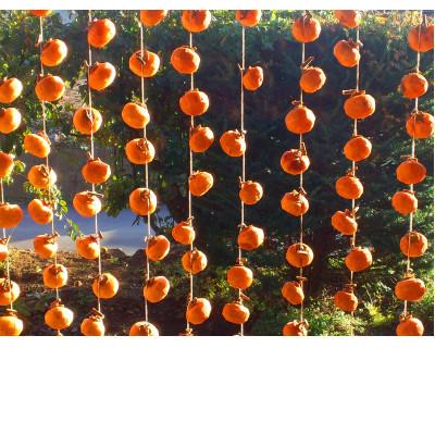 ふるさと納税 由良町 生渋柿 ひもセット【 T字軸枝付or吊るしクリップ付】 約20〜30果、4.5〜5kg |  | 01