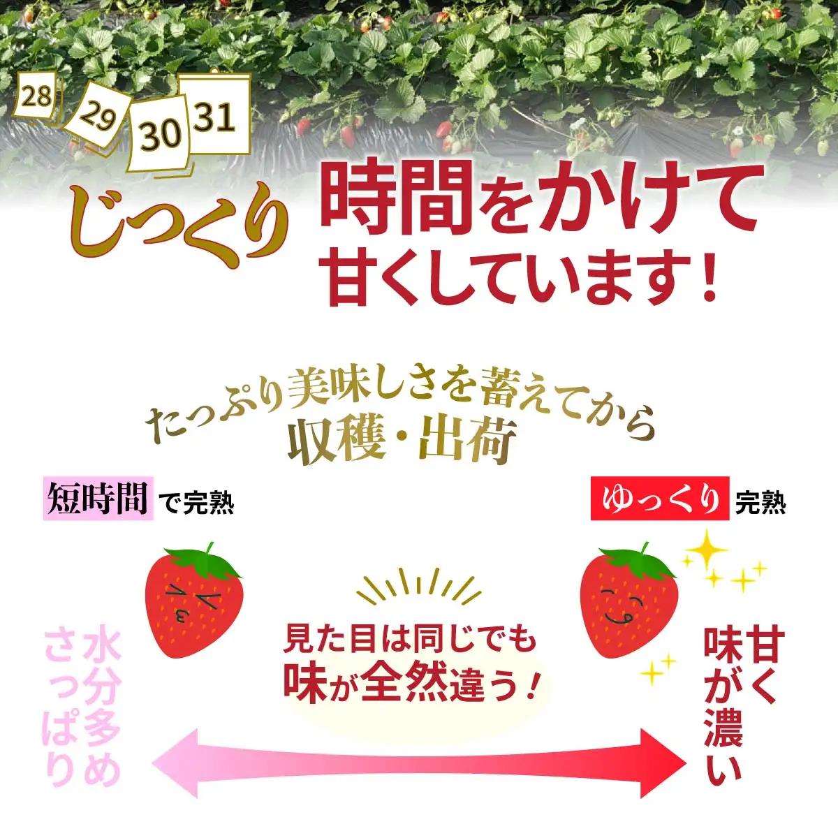 いちご やよいひめ 280g×4パック 計1.1kg
