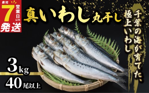 ＼最短7営業日以内発送／ いわし 丸干し 約 3kg 40尾以上 丸ごとイワシ 冷凍 国産 鰯 イワシ いわし 鰯 イワシ いわし 鰯 イワシ いわし 鰯 イワシ ご飯 酒 肴 海鮮 魚 おかず 焼魚 おつまみ 人気 千葉県産 冷凍食品 グルメ 贈答 ギフト 長期保存 小分け お取り寄せ 贈り物 お歳暮 送料無料 ふるさと納税 千葉県  旭市 有限会社井上商店 ius003