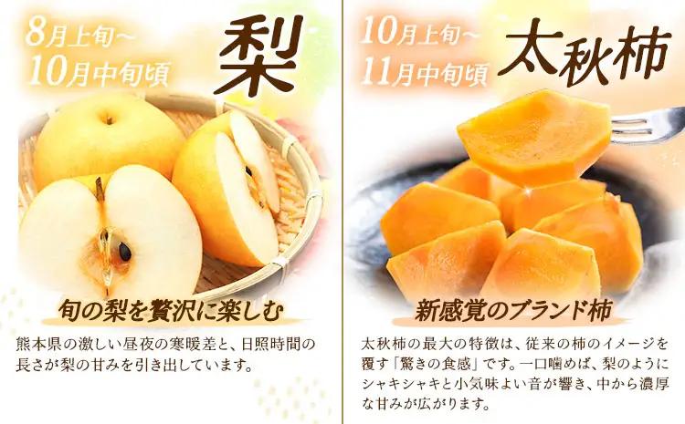 【5回定期便】先行予約 旬のフルーツ定期便 いちご メロン 梨 シャインマスカット 柿 日本フルーツ株式会社《2027年1月中旬-11月中旬頃出荷》熊本県 菊池市 果物 くだもの フルーツ デザート