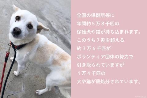 犬猫保護活動への支援 [NPO法人セブンデイズ 福岡県 筑紫野市 21760724] 保護 動物 犬 猫 犬猫 保護犬 支援 応援