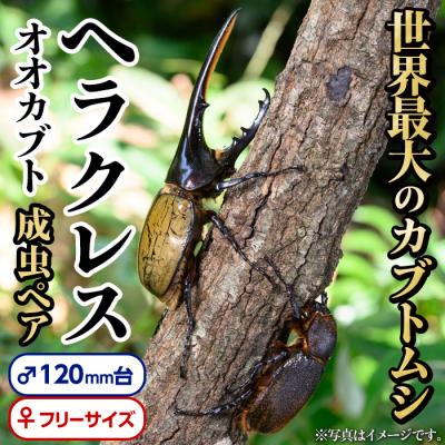 ふるさと納税 肝付町 ヘラクレスオオカブト 成虫ペア オス(120mm台) メス(フリーサイズ)　C76001