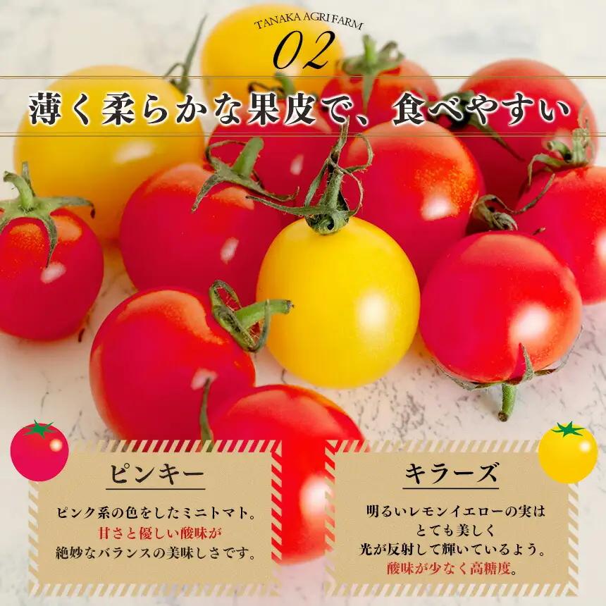 ミニトマト 約400gx4約 計1.6kg ｜ヤサイ 野菜 やさい トマト とまと ミニトマト 奈良県 五條市